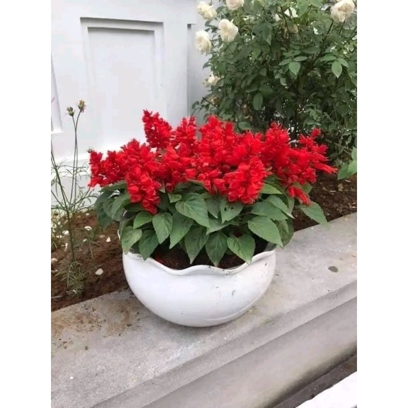 100 hạt giống hoa xac phao đỏ rực, cực xinh, hoa rất bền dễ trồng