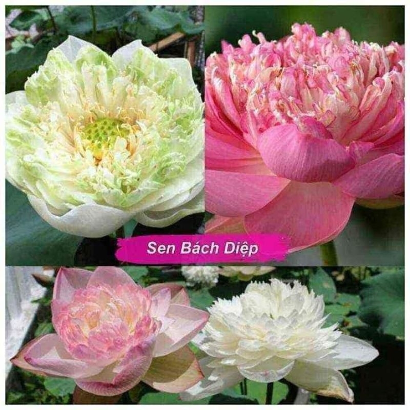 hạt giống sen bách diệp nhập khẩu f1 5 hạt💖 NẢY MẦM CỰC ĐỈNH💖 chất lượng cao