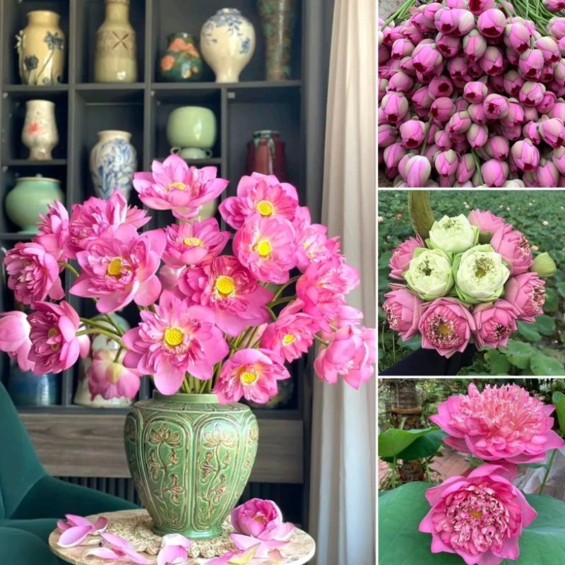 hạt giống sen bách diệp nhập khẩu f1 5 hạt💖 NẢY MẦM CỰC ĐỈNH💖 chất lượng cao