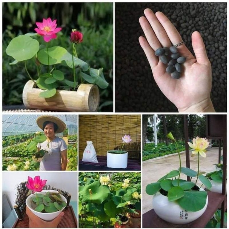 hạt giống sen mini nhật nhiều màu ( có chọn màu ) 😍🧡Freeship ❤️💥chất lượng cao