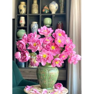 ⚡️ HẠT GIỐNG⚡️ SEN BÁCH DIỆP HỒNG GÓI 5 HẠT CỰC XINH RẤT DỄ TRỒNG