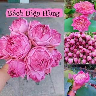 ⚡️ HẠT GIỐNG⚡️ SEN BÁCH DIỆP HỒNG GÓI 5 HẠT CỰC XINH RẤT DỄ TRỒNG