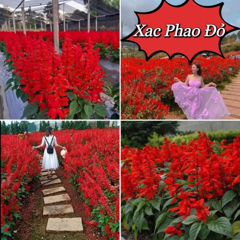 100 hạt giống hoa xac phao đỏ rực, cực xinh, hoa rất bền dễ trồng