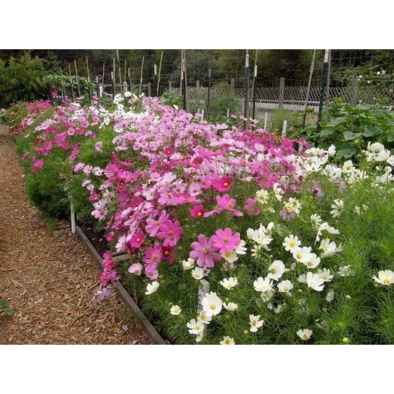 1 lạng hạt giống hoa sao nhái chất lượng cao, đẹp mê, cực kỳ dễ trồng, nhanh ra hoa