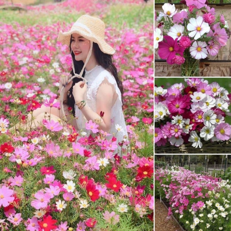 1 lạng hạt giống hoa sao nhái chất lượng cao, đẹp mê, cực kỳ dễ trồng, nhanh ra hoa
