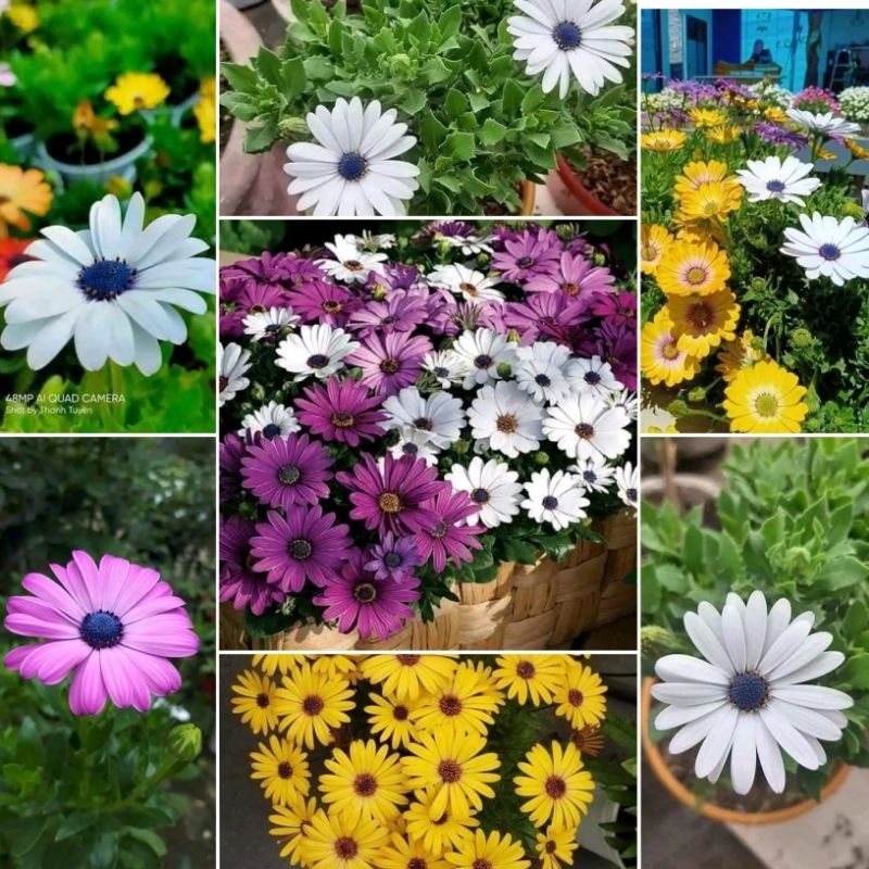 Hạt Giống Hoa Cúc Châu Phi 🥰Nhiều Màu Cực Kì Đẹp , RẤT SAI BÔNG