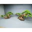 Cây gỗ Lũa Bonsai dáng "Nghiêng"[ có 2 loại tán: tùng giả và xương. phần rễ đá, dùng cho hồ thủy sinh]