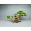 Cây gỗ Lũa Bonsai dáng "Nghiêng"[ có 2 loại tán: tùng giả và xương. phần rễ đá, dùng cho hồ thủy sinh]