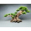 Cây gỗ Lũa Bonsai dáng "Nghiêng"[ có 2 loại tán: tùng giả và xương. phần rễ đá, dùng cho hồ thủy sinh]