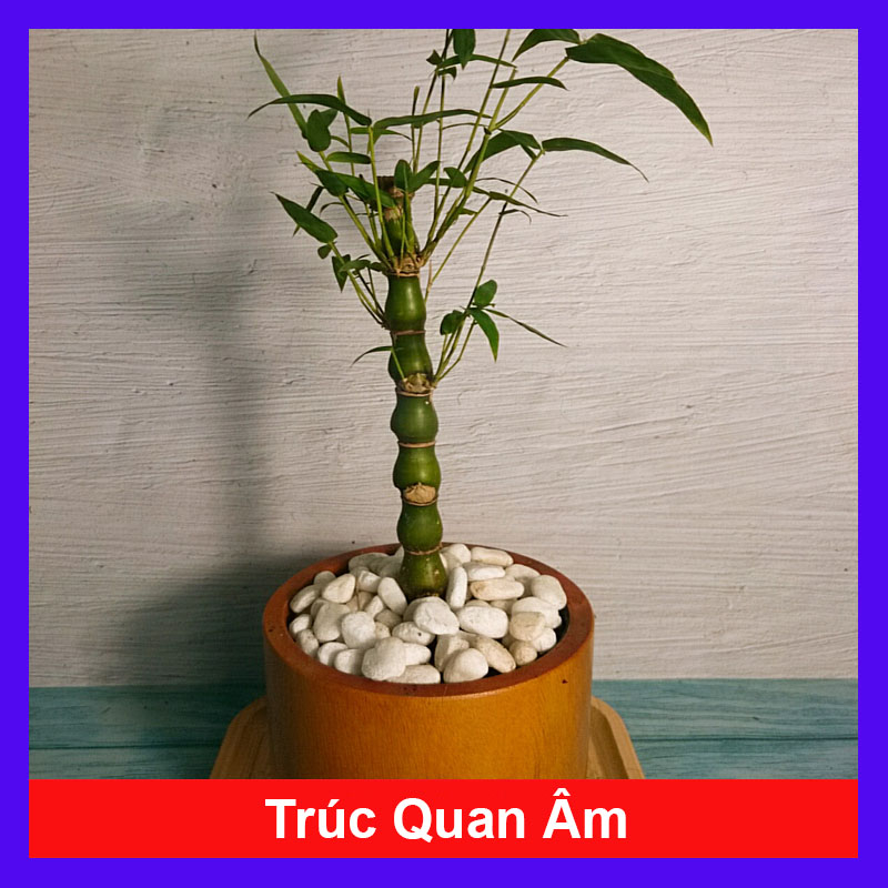 Cây Trúc Quan Âm Mini: Tìm Hiểu Ý Nghĩa và Cách Chăm Sóc Đúng Cách