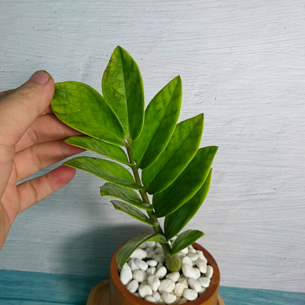 Cây Kim Tiền Mini - cây cảnh mini để bàn mang may mắn tài lộc