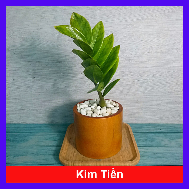 Cây Kim Tiền Mini - cây cảnh mini để bàn mang may mắn tài lộc