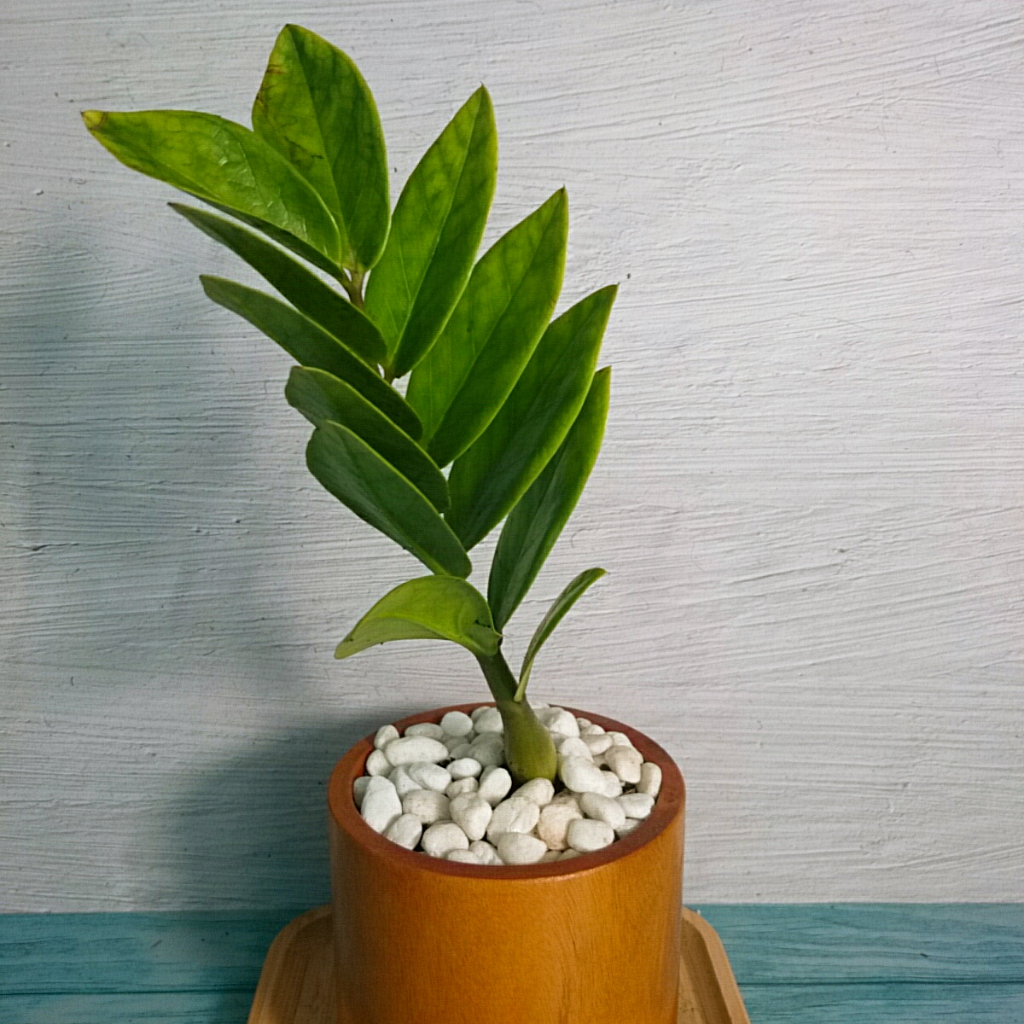 Cây Kim Tiền Mini - cây cảnh mini để bàn mang may mắn tài lộc