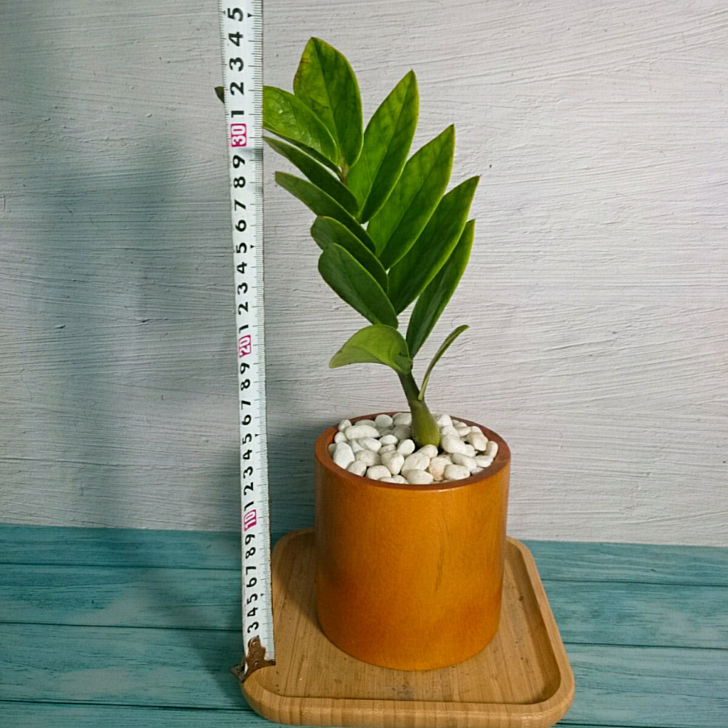 Cây Kim Tiền Mini - cây cảnh mini để bàn mang may mắn tài lộc