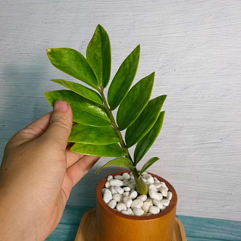 Cây Kim Tiền Mini - cây cảnh mini để bàn mang may mắn tài lộc
