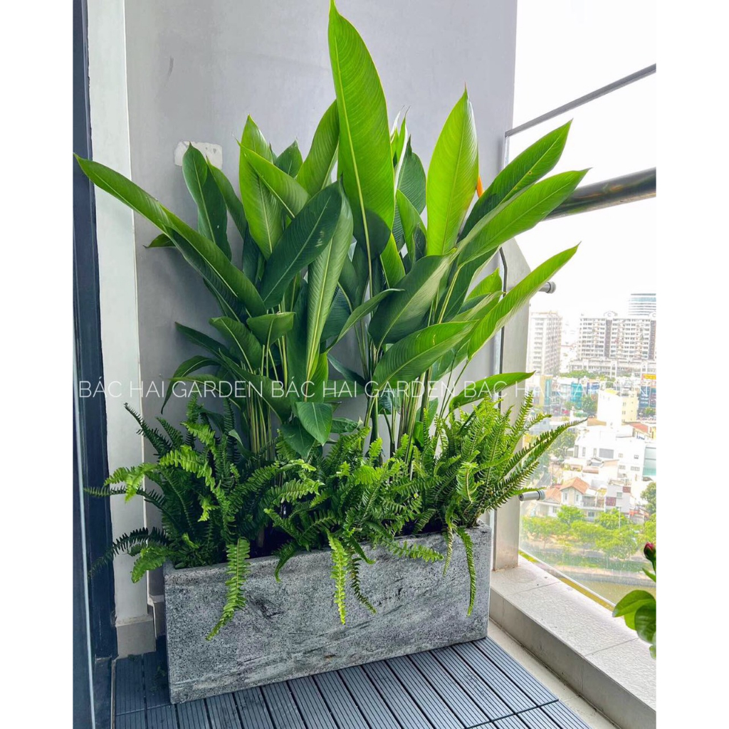 Chậu cây Thiên điểu phối Dương xỉ chậu dài 60cm- 80cm-100cm- Cây nội ngoại thất trang trí ban công, cây chịu nắng