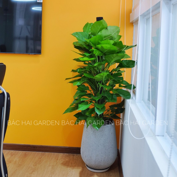 Chậu cây trầu bà cột kèm chậu xi măng - Cây nội ngoại thất cao cấp- Câyxanh văn phòng