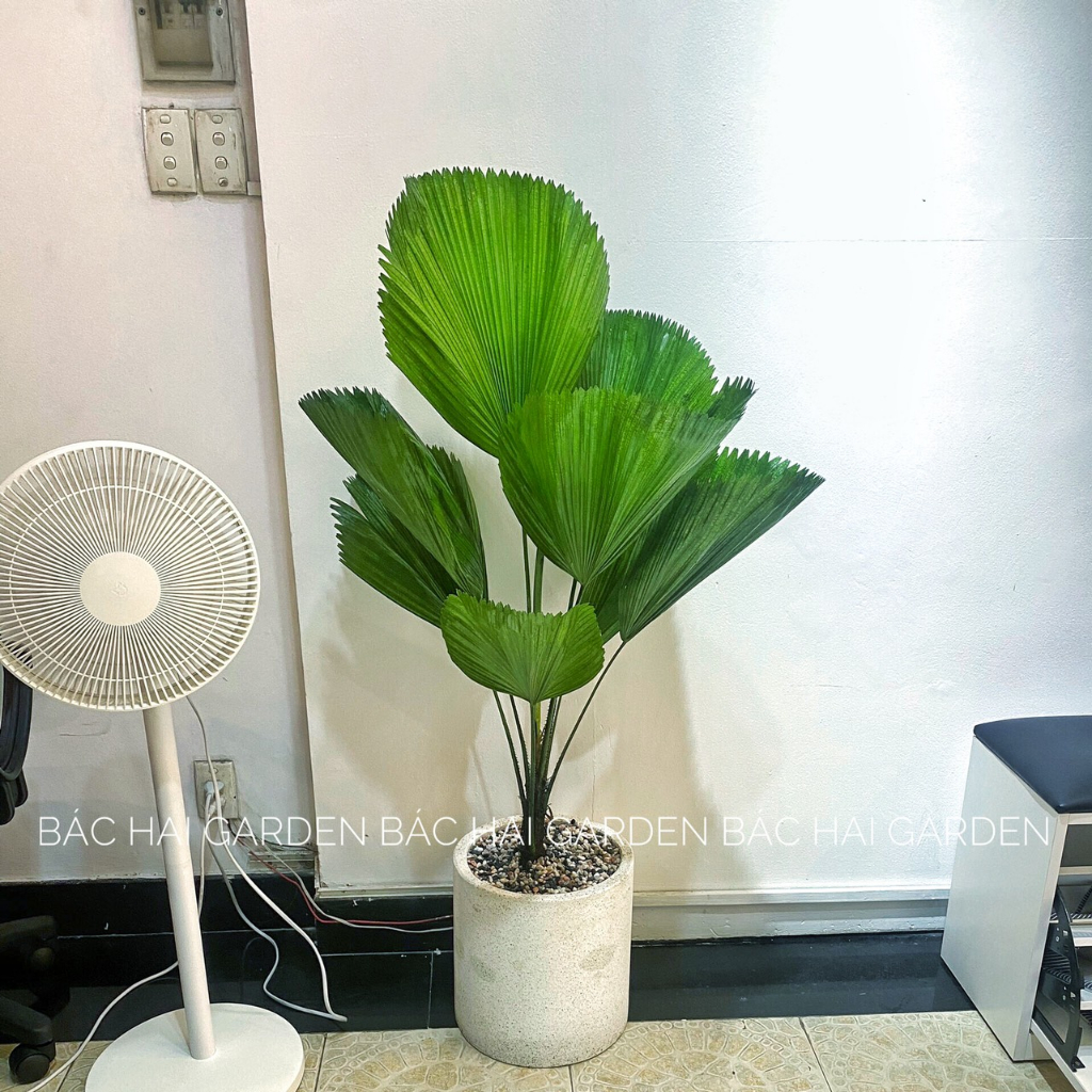 Chậu cọ nhật kèm chậu xi măng trắng- Cây nội ngoại thất cao cấp- Cây xanh trang trí văn phòng, nhà phố