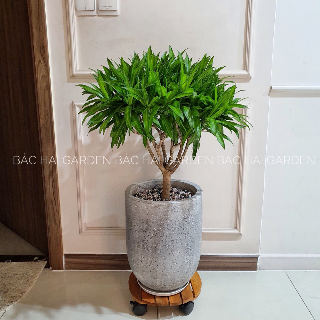 Chậu cây Trúc Bách Hợp kèm chậu xi măng - Cây nội ngoại thất cao cấp- Cây văn phòng đẹp có sẵn tại Sài Gòn