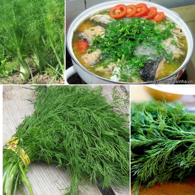 10gam hạt giống thì là 4 mùa chất lượng cao 💖 NẢY MẦM CỰC ĐỈNH💖 chất lượng cao