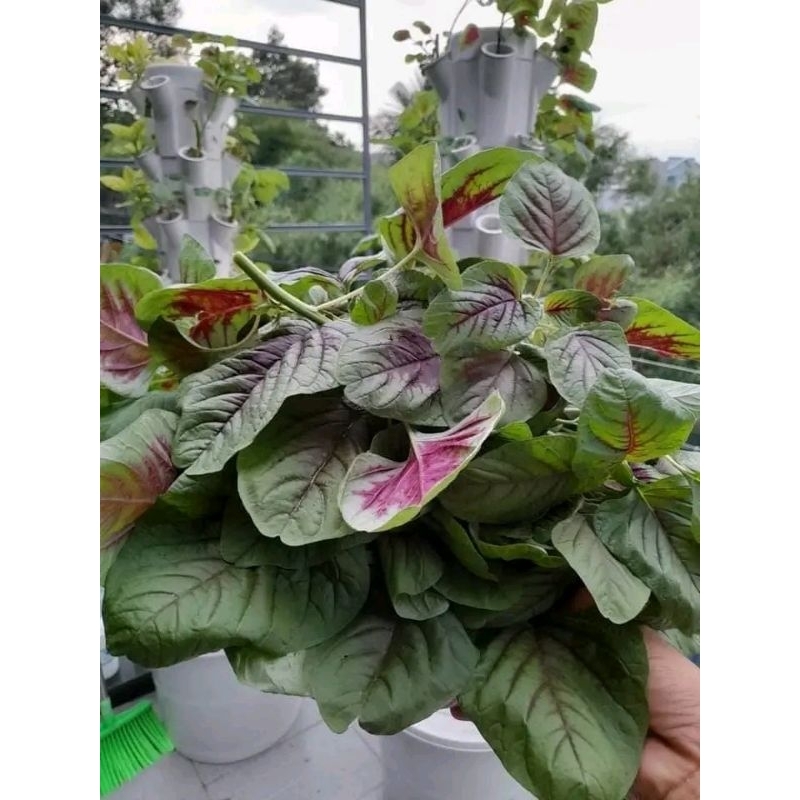 10gr hạt giống rau dền khoang💥 nảy mầm 100%, Sale Lớn