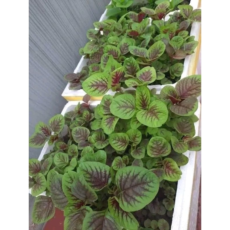 10gr hạt giống rau dền khoang💥 nảy mầm 100%, Sale Lớn