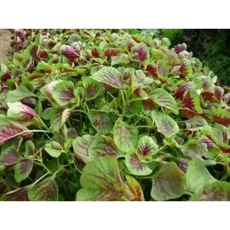10gr hạt giống rau dền khoang💥 nảy mầm 100%, Sale Lớn