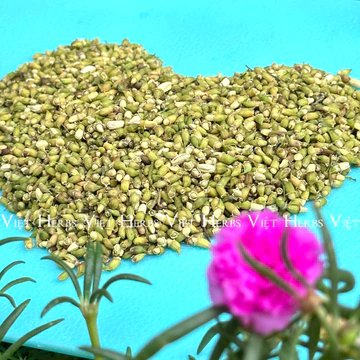 Hoa hòe khô 100g, 200g Việt Herbs loại đẹp giảm cholesterol dùng để sắc, pha trà uống
