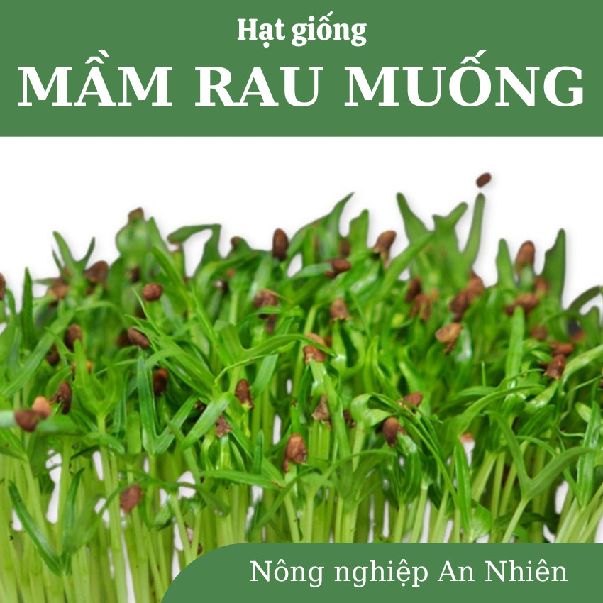 Hạt giống MẦM RAU MUỐNG cực dễ trồng, nhanh thu hoạch, năng suất cao ...