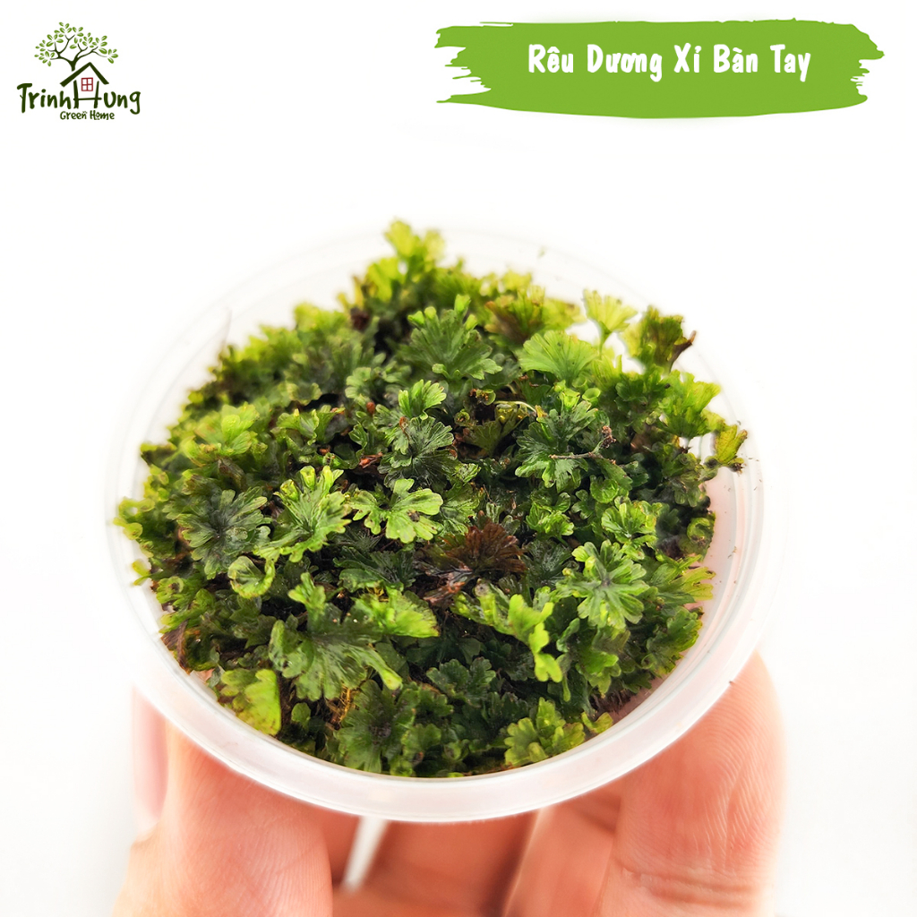 [TỔNG HỢP] Các loại rêu đẹp setup bán cạn, terrarium, bonsai, trang trí ...