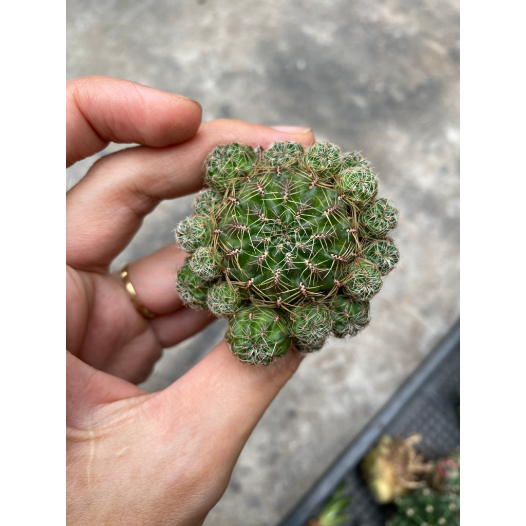 Xương Rồng Rebutia Taratensis Var Minima, Ảnh thật tại vườn. Ship cây ...