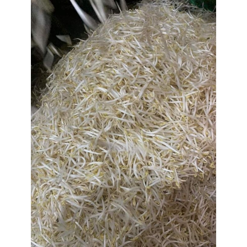 100 gam ( hai gói )hạt giống đậu làm rau mầm giá sạch, cực dễ làm