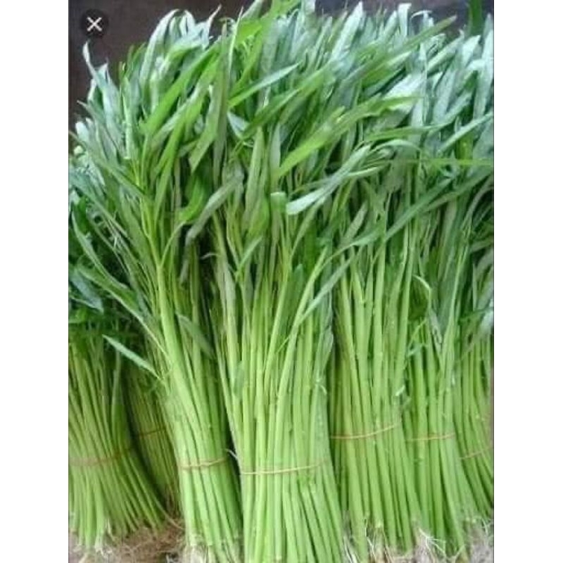 Hạt Giống Rau Muống Tuyển Chọn Cực Ngon, dòn ngon, thu hoạch nhiều lần rất đáng trồng