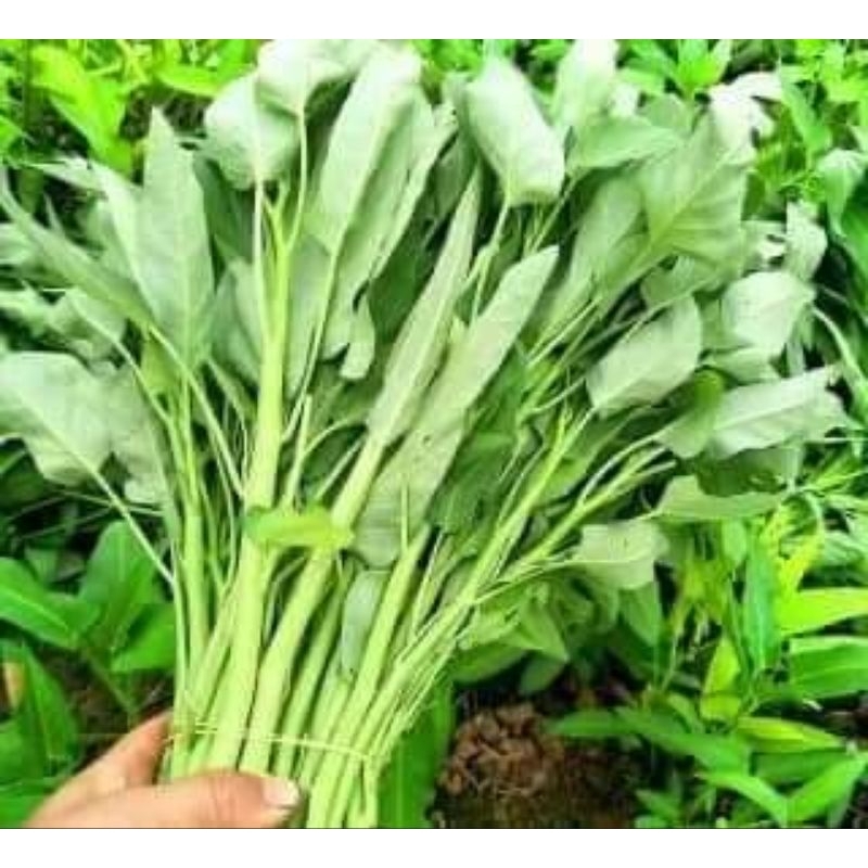 Hạt Giống Rau Muống Tuyển Chọn Cực Ngon, dòn ngon, thu hoạch nhiều lần rất đáng trồng