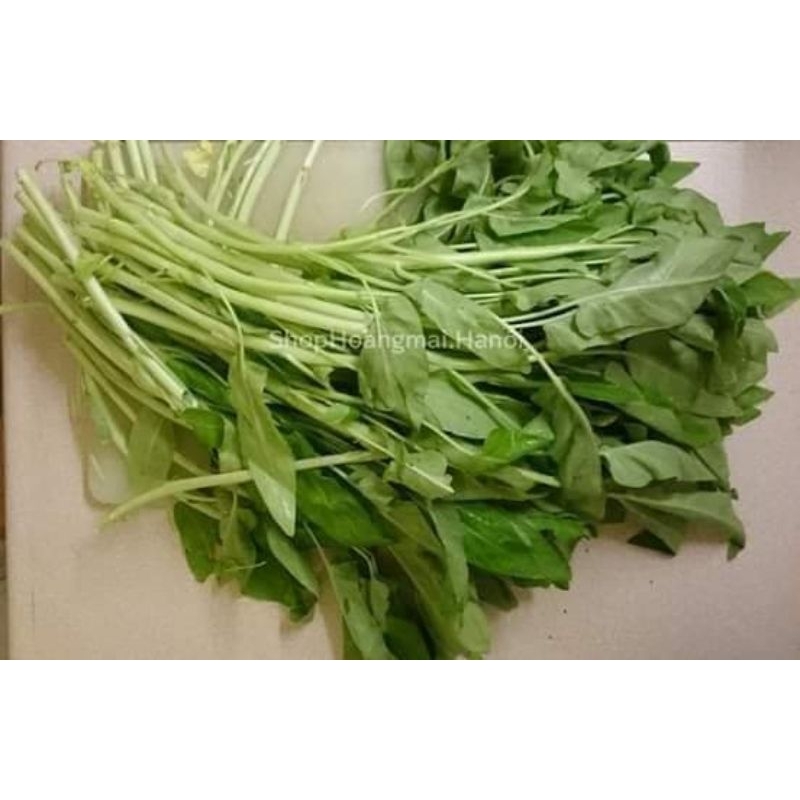 Hạt Giống Rau Muống Tuyển Chọn Cực Ngon, dòn ngon, thu hoạch nhiều lần rất đáng trồng