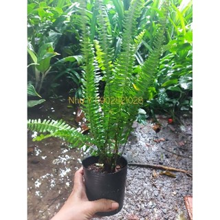 Combo 2 Bầu cây Dương xỉ lá me