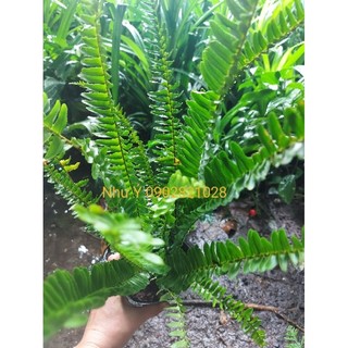 Combo 2 Bầu cây Dương xỉ lá me