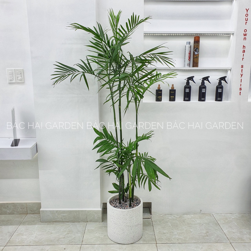 Chậu cây Cau Hawaii kèm chậu xi măng - Cây nội ngoại thất cao cấp- Cây xanh văn phòng, nhà phố