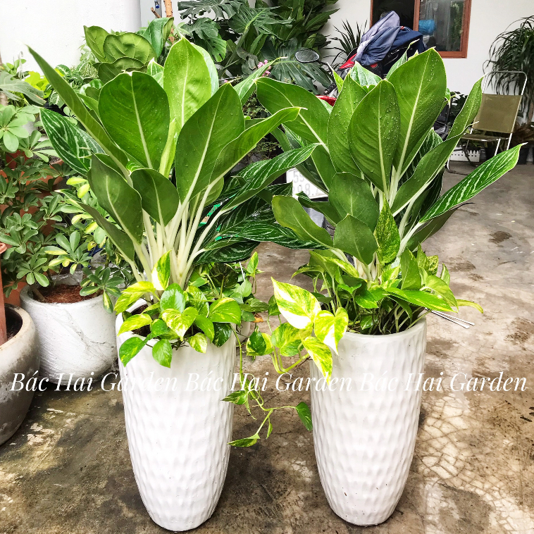 Cây Bạch mã phối trầu bà kèm chậu men sứ lưới cao cấp - Cây nội ngoại thất cho văn phòng, nhà ở- Qùa tặng cây xanh