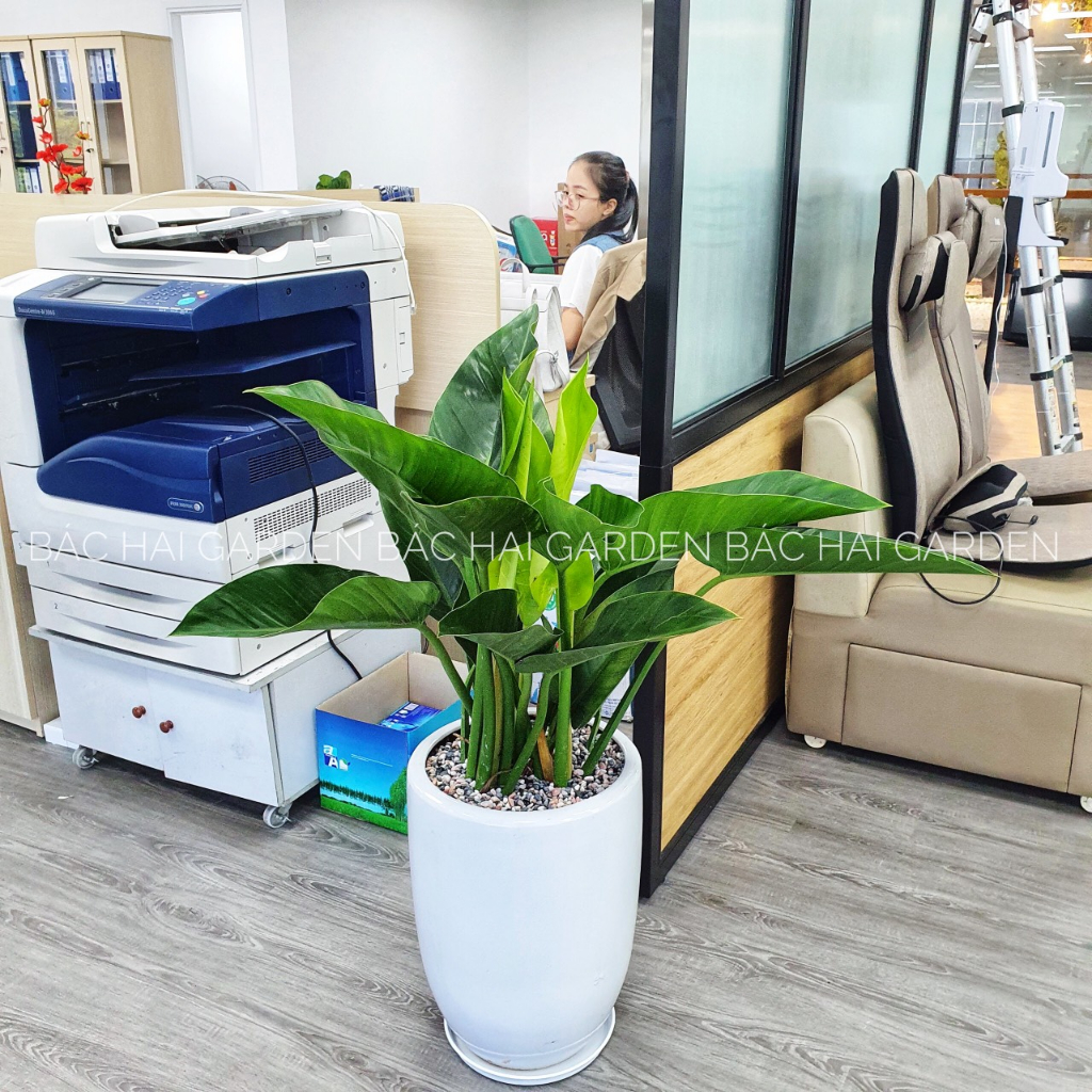 Chậu cây đế vương xanh kèm chậu men sứ trắng - Cây nội ngoại thất cao cấp- Cây xanh trang trí văn phòng, nhà phố