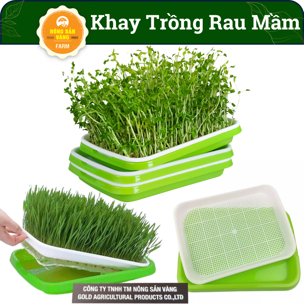 Bộ khay Trồng Rau Mầm, Giá Đỗ, D34xR25xC5cm, Tiện Lợi Dễ Trồng Tại nhà ...