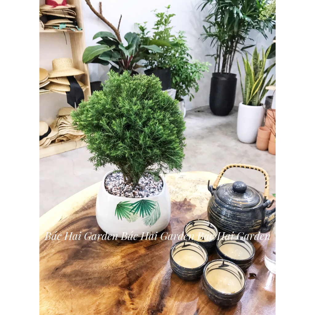 Chậu cây Tùng bồng lai kèm chậu men sứ - Cây để bàn- Cây xanh trang trí văn phòng, nhà phố