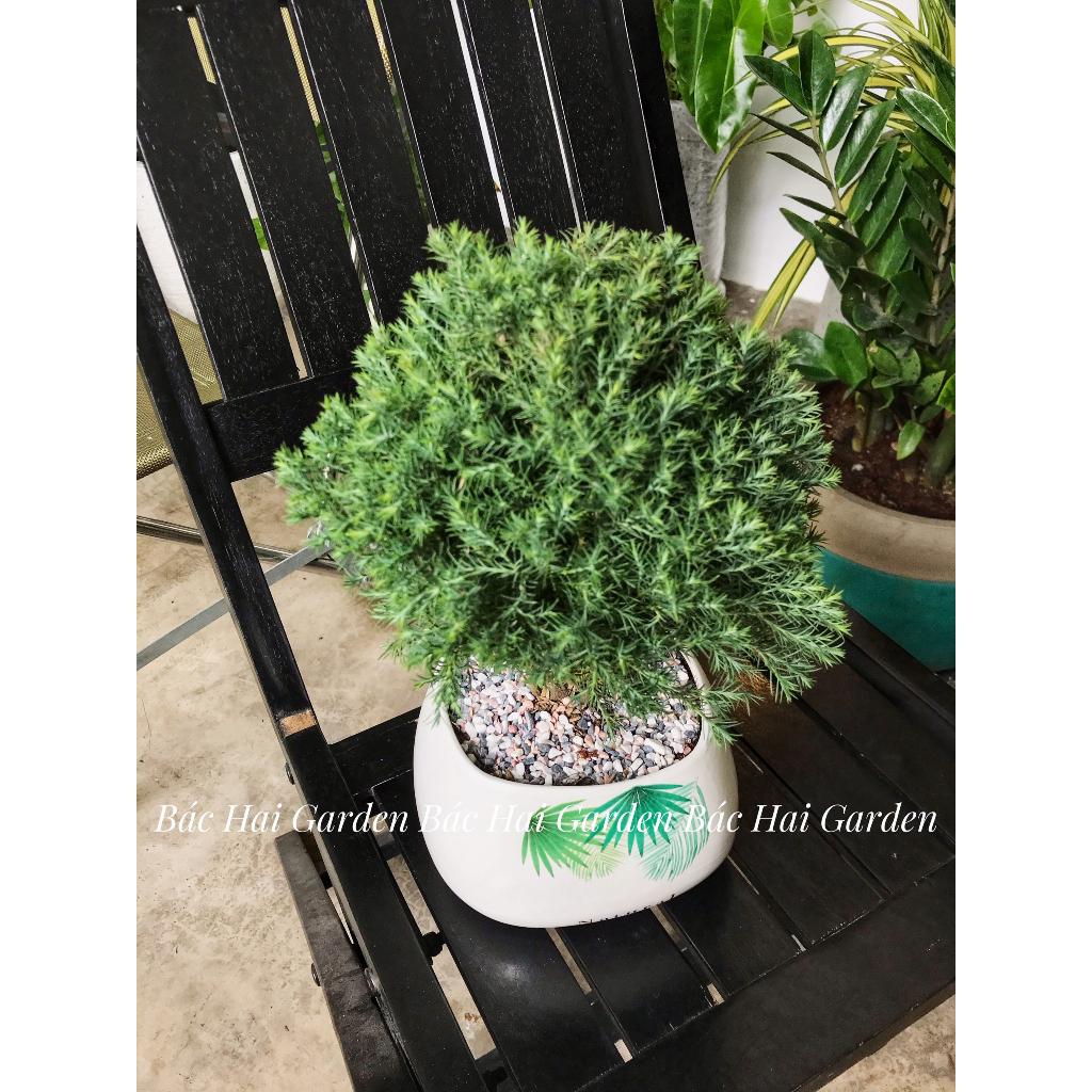 Chậu cây Tùng bồng lai kèm chậu men sứ - Cây để bàn- Cây xanh trang trí văn phòng, nhà phố