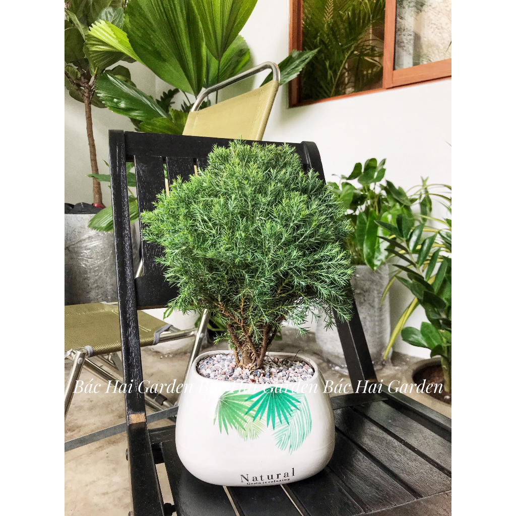 Chậu cây Tùng bồng lai kèm chậu men sứ - Cây để bàn- Cây xanh trang trí văn phòng, nhà phố