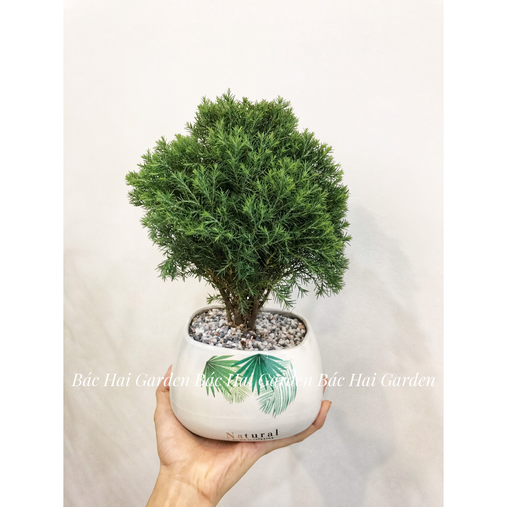 Chậu cây Tùng bồng lai kèm chậu men sứ - Cây để bàn- Cây xanh trang trí văn phòng, nhà phố