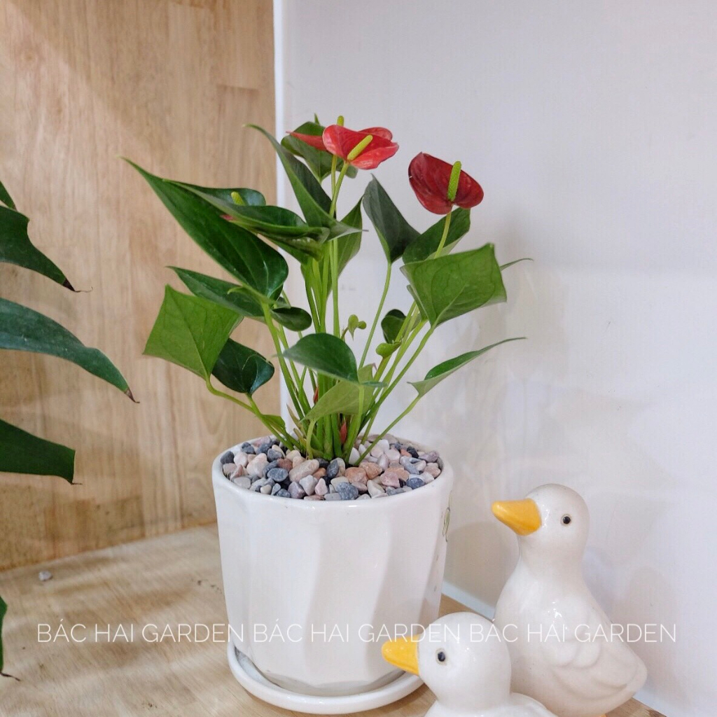 Chậu cây Hồng môn kèm chậu men sứ trắng - Cây để bàn phong thủy- Cây trong nhà, văn phòng