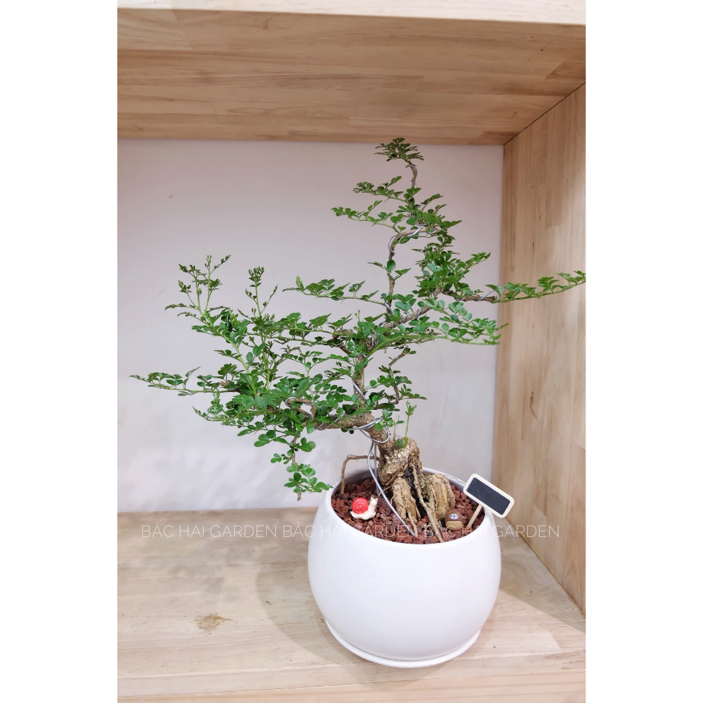 Chậu cây Cần thăng Bonsai kèm chậu men sứ trắng- Cây để bàn- Cây xanh trang trí văn phòng, nhà phố