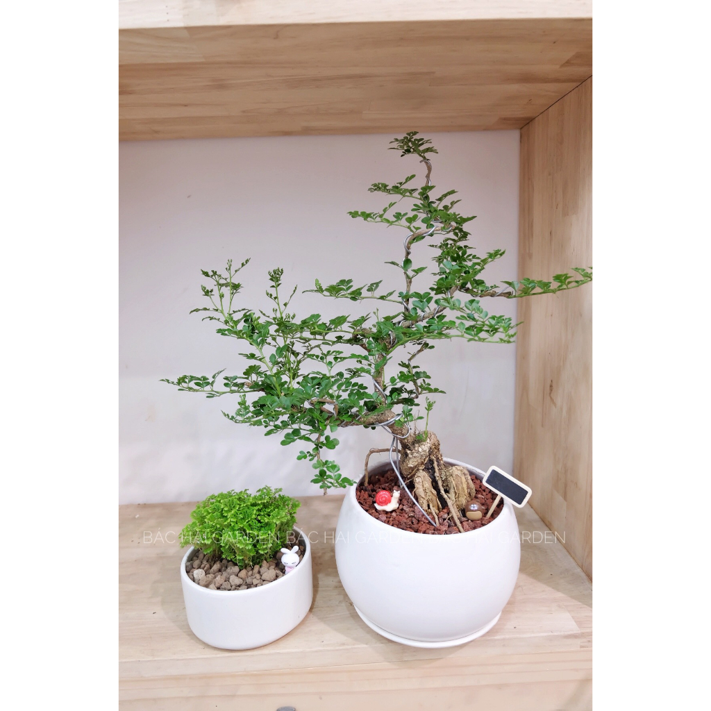 Chậu cây Cần thăng Bonsai kèm chậu men sứ trắng- Cây để bàn- Cây xanh trang trí văn phòng, nhà phố