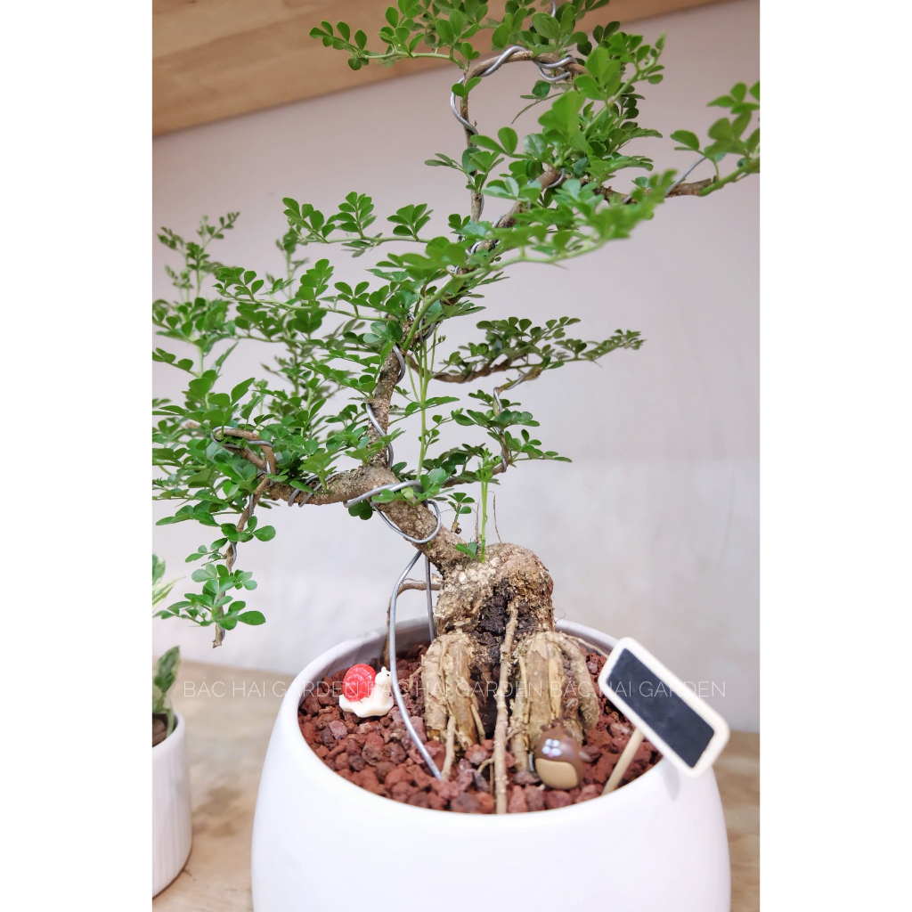 Chậu cây Cần thăng Bonsai kèm chậu men sứ trắng- Cây để bàn- Cây xanh trang trí văn phòng, nhà phố
