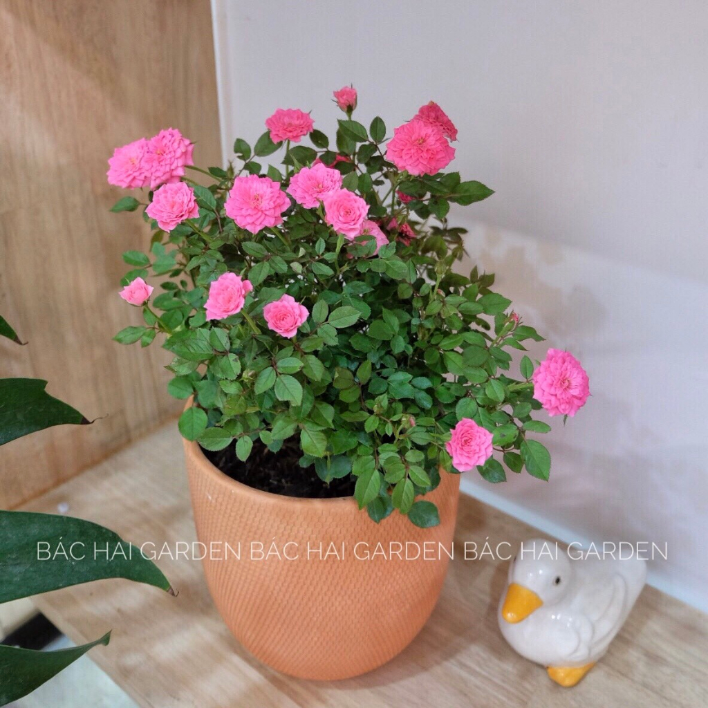 Chậu cây hoa hồng tỉ muội kèm chậu đất nung- Cây để bàn